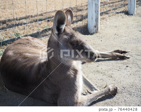 お昼寝しているカンガルー お昼寝しているカンガルー 76440428
