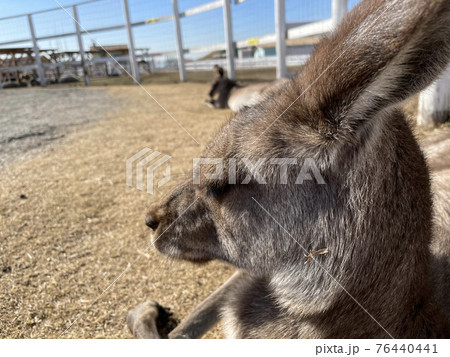 お昼寝しているカンガルー お昼寝しているカンガルー 76440441