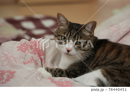 部屋の中の猫 部屋の中の猫 76440451