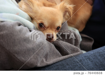 抱っこされてるチワワ 抱っこされてるチワワ 76440608
