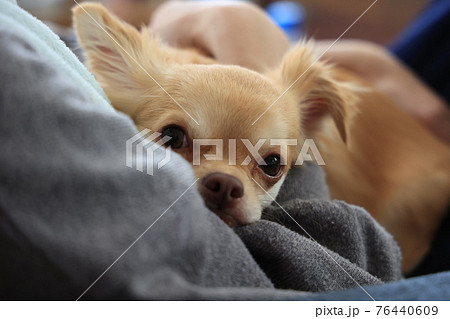 抱っこされてるチワワ 抱っこされてるチワワ 76440609