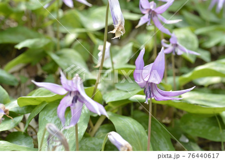 (春のイメージ)カタクリの花 (春のイメージ)カタクリの花 76440617