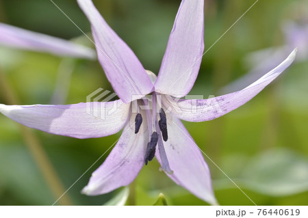 (春のイメージ)カタクリの花 76440619