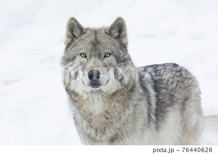 オオカミ 狼 の画像素材 ピクスタ