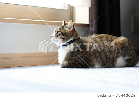 三毛猫 三毛猫 76440628