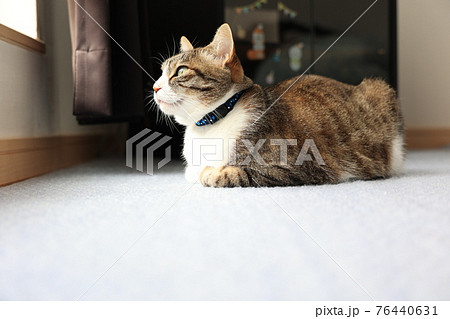三毛猫 三毛猫 76440631