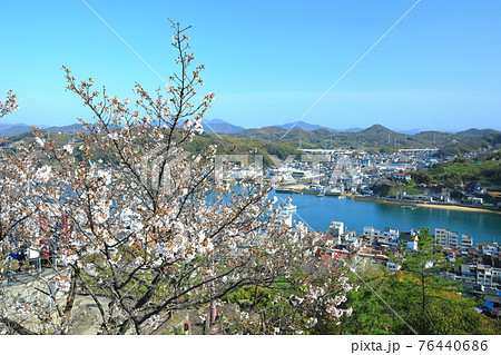 【広島県】晴天下で桜が満開の千光寺公園 76440686