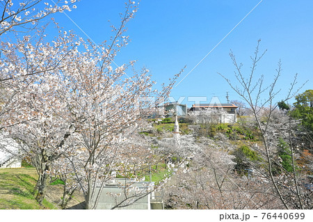 【広島県】晴天下で桜が満開の千光寺公園 【広島県】晴天下で桜が満開の千光寺公園 76440699