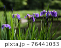 夏の水辺に咲く紫色の花菖蒲 76441033