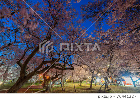 高遠の桜 76441227