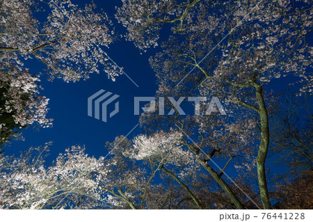 高遠の桜 76441228