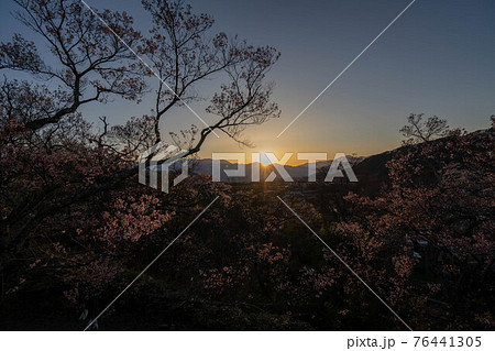 高遠の桜 高遠の桜 76441305