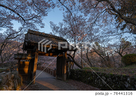 高遠の桜 高遠の桜 76441316