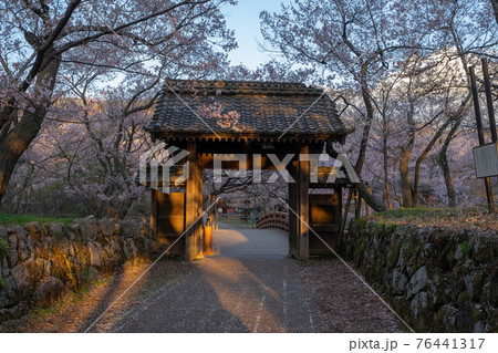 高遠の桜 高遠の桜 76441317