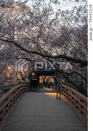 高遠の桜 高遠の桜 76441318