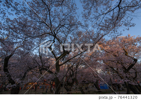 高遠の桜 高遠の桜 76441320