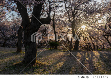 高遠の桜 高遠の桜 76441325