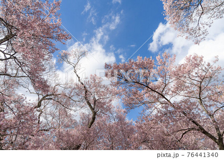 高遠の桜 76441340