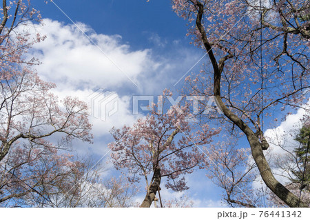 高遠の桜 高遠の桜 76441342