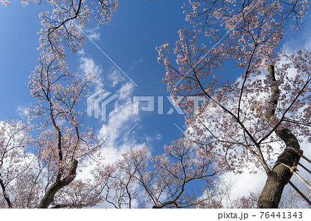高遠の桜 76441343