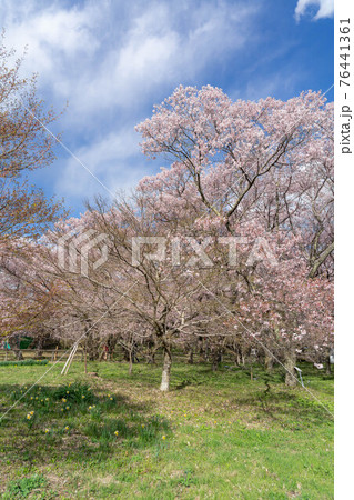 高遠の桜 76441361