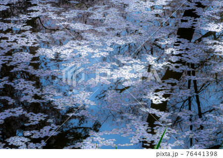 高遠の桜 高遠の桜 76441398