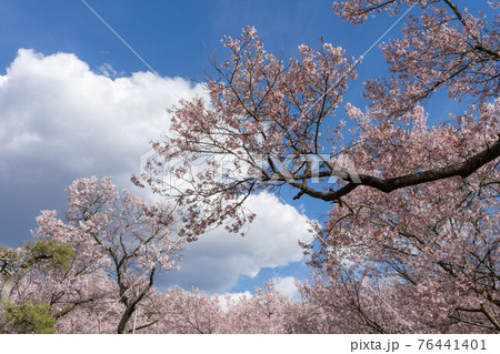 高遠の桜 高遠の桜 76441401