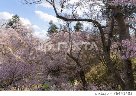 高遠の桜 高遠の桜 76441402