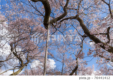 高遠の桜 高遠の桜 76441412