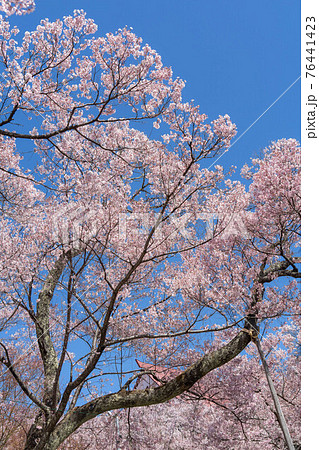 高遠の桜 高遠の桜 76441423