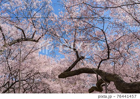 高遠の桜 高遠の桜 76441457