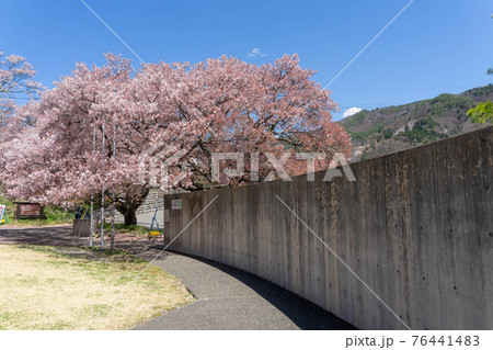 高遠の桜 高遠の桜 76441483