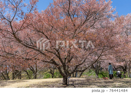 高遠の桜 76441484