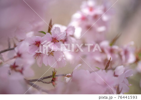 高遠の桜 76441593