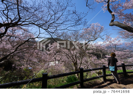 高遠の桜 高遠の桜 76441698