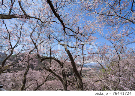 高遠の桜 高遠の桜 76441724