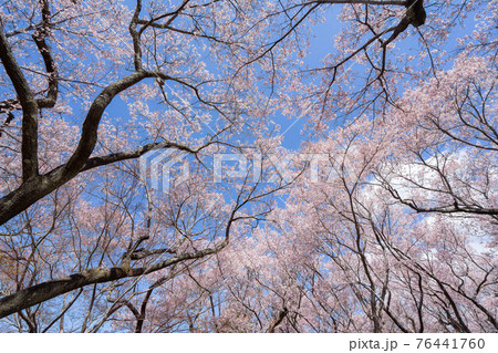 高遠の桜 高遠の桜 76441760
