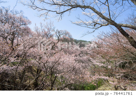 高遠の桜 高遠の桜 76441761