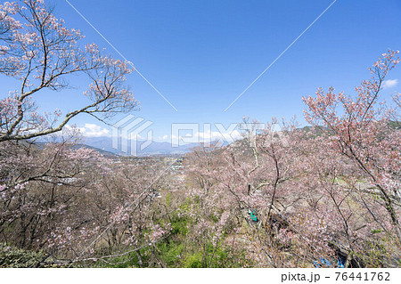 高遠の桜 高遠の桜 76441762