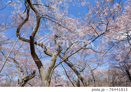 高遠の桜 高遠の桜 76441813