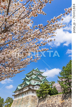 名古屋城、金鯱のない天守閣と満開の桜〈愛知県名古屋市〉 名古屋城、金鯱のない天守閣と満開の桜〈愛知県名古屋市〉 76441864