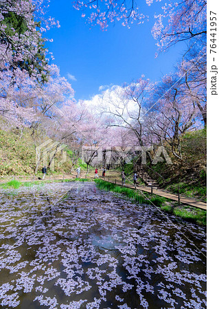 高遠の桜 高遠の桜 76441957