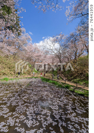 高遠の桜 高遠の桜 76441959