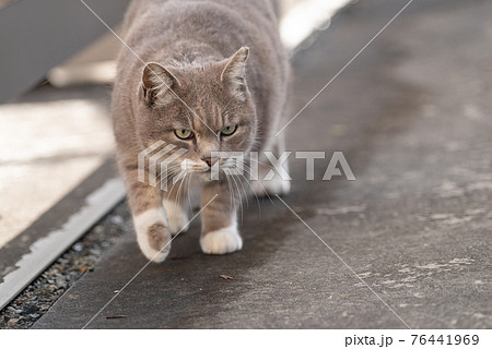 歩く猫 歩く猫 76441969