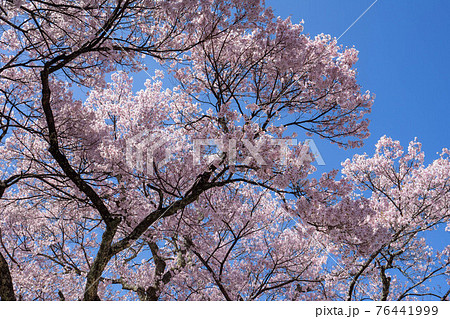 高遠の桜 高遠の桜 76441999