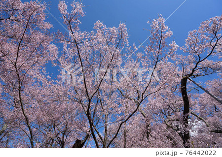 高遠の桜 76442022