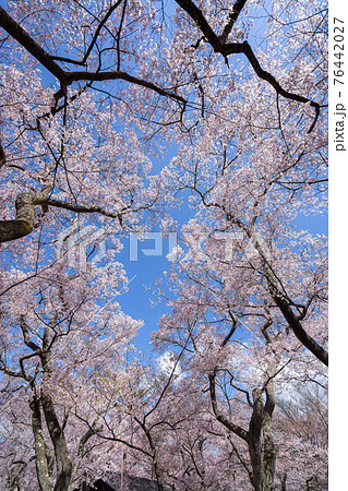 高遠の桜 高遠の桜 76442027