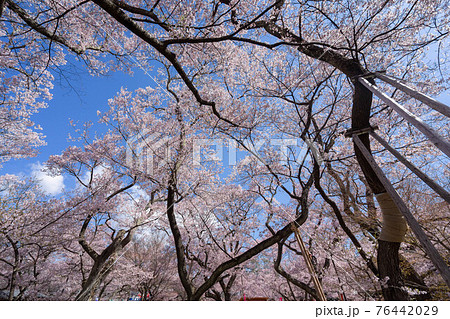 高遠の桜 高遠の桜 76442029