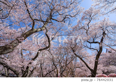 高遠の桜 高遠の桜 76442031