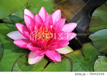 冴えた薄紅色の花びらが魅力的なウォーターリリー 冴えた薄紅色の花びらが魅力的なウォーターリリー 76442039